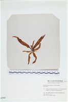 登錄號:A00002521藏品圖，第3張