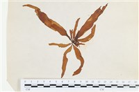 登錄號:A00002521藏品圖，第1張