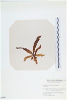 登錄號:A00002522藏品圖，第1張