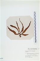 登錄號:A00002524藏品圖，第3張
