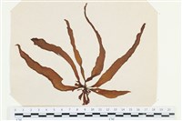 登錄號:A00002524藏品圖，第1張