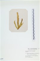 登錄號:A00002525藏品圖，第3張