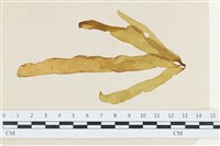 登錄號:A00002525藏品圖，第1張