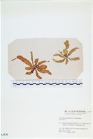 登錄號:A00002526藏品圖，第1張