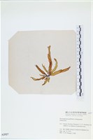 登錄號:A00002527藏品圖，第3張