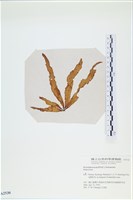 登錄號:A00002530藏品圖，第3張
