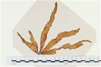 登錄號:A00002530藏品圖，第1張