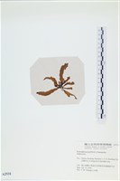 登錄號:A00002531藏品圖，第3張