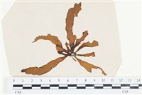 登錄號:A00002531藏品圖，第1張