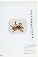 登錄號:A00002532藏品圖，第3張