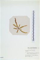 登錄號:A00002533藏品圖，第3張