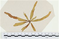 登錄號:A00002533藏品圖，第1張