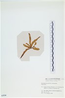 登錄號:A00002534藏品圖，第3張
