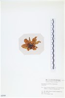 登錄號:A00002535藏品圖，第3張