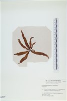 登錄號:A00002537藏品圖，第1張