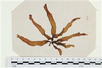 登錄號:A00002538藏品圖，第1張