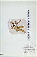 登錄號:A00002539藏品圖，第1張