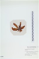 登錄號:A00002540藏品圖，第3張