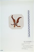 登錄號:A00002541藏品圖，第3張