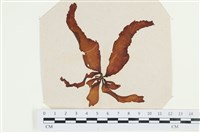 登錄號:A00002541藏品圖，第1張