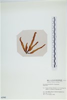 登錄號:A00002542藏品圖，第3張