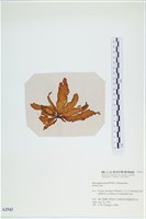 登錄號:A00002543藏品圖，第3張