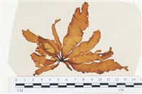 登錄號:A00002543藏品圖，第1張