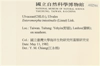 腸滸苔, 河石髮藏品圖，第2張