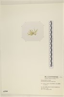 腸滸苔, 河石髮藏品圖，第3張