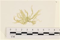 腸滸苔, 河石髮藏品圖，第1張