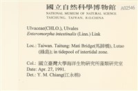 腸滸苔, 河石髮藏品圖，第2張