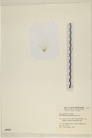 腸滸苔, 河石髮藏品圖，第3張