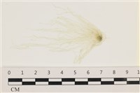 腸滸苔, 河石髮藏品圖，第1張