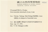 腸滸苔, 河石髮藏品圖，第2張