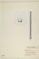 腸滸苔, 河石髮藏品圖，第3張