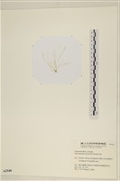 腸滸苔, 河石髮藏品圖，第3張