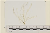 腸滸苔, 河石髮藏品圖，第1張