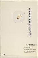 石髮藏品圖，第3張