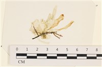 石髮藏品圖，第1張