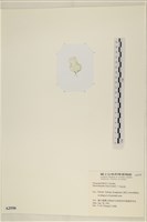 石髮藏品圖，第3張