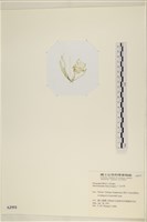 石髮藏品圖，第3張