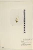 登錄號:A00002553藏品圖，第3張