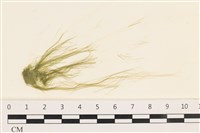 登錄號:A00002553藏品圖，第1張