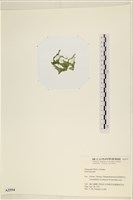 登錄號:A00002554藏品圖，第3張