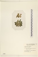登錄號:A00002660藏品圖，第3張