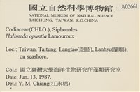 仙掌藻, 海仙人掌藏品圖，第2張