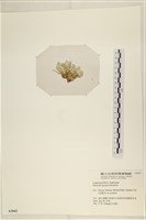 仙掌藻, 海仙人掌藏品圖，第3張