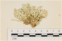 仙掌藻, 海仙人掌藏品圖，第1張