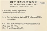 仙掌藻, 海仙人掌藏品圖，第2張