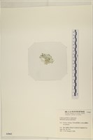 仙掌藻, 海仙人掌藏品圖，第3張